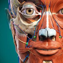 Anatomy Learning - 3D Anatomy