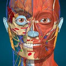 Anatomy Learning - 3D анатомия