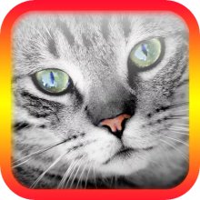 Translator for Cats Prank