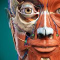 Anatomy Learning - 3D анатомия